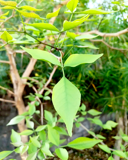 Belpatra
