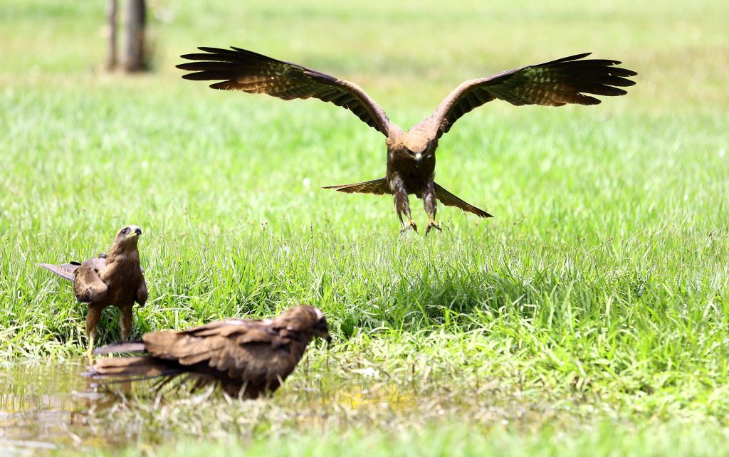 pictures of the day