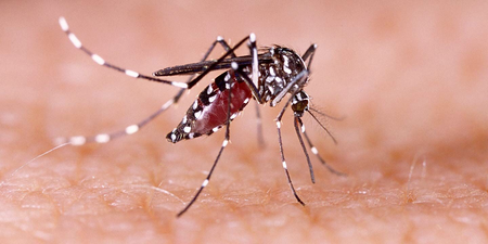 National Dengue Day