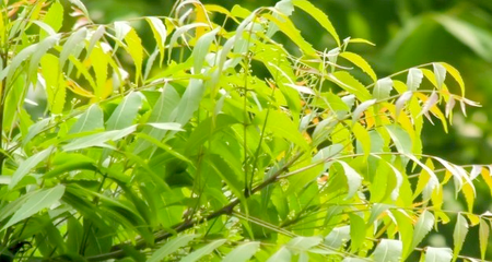 neem