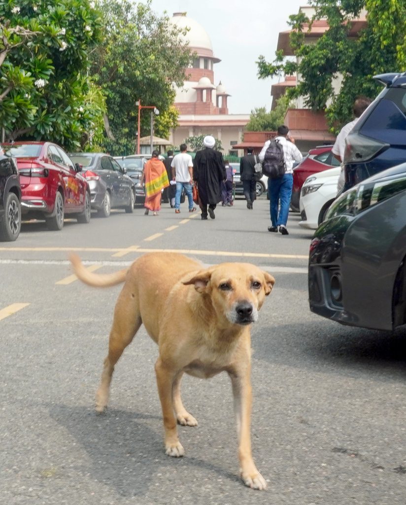 Supreme Court : Big decision of the Supreme Court, dogs will be released in their areas after vaccination