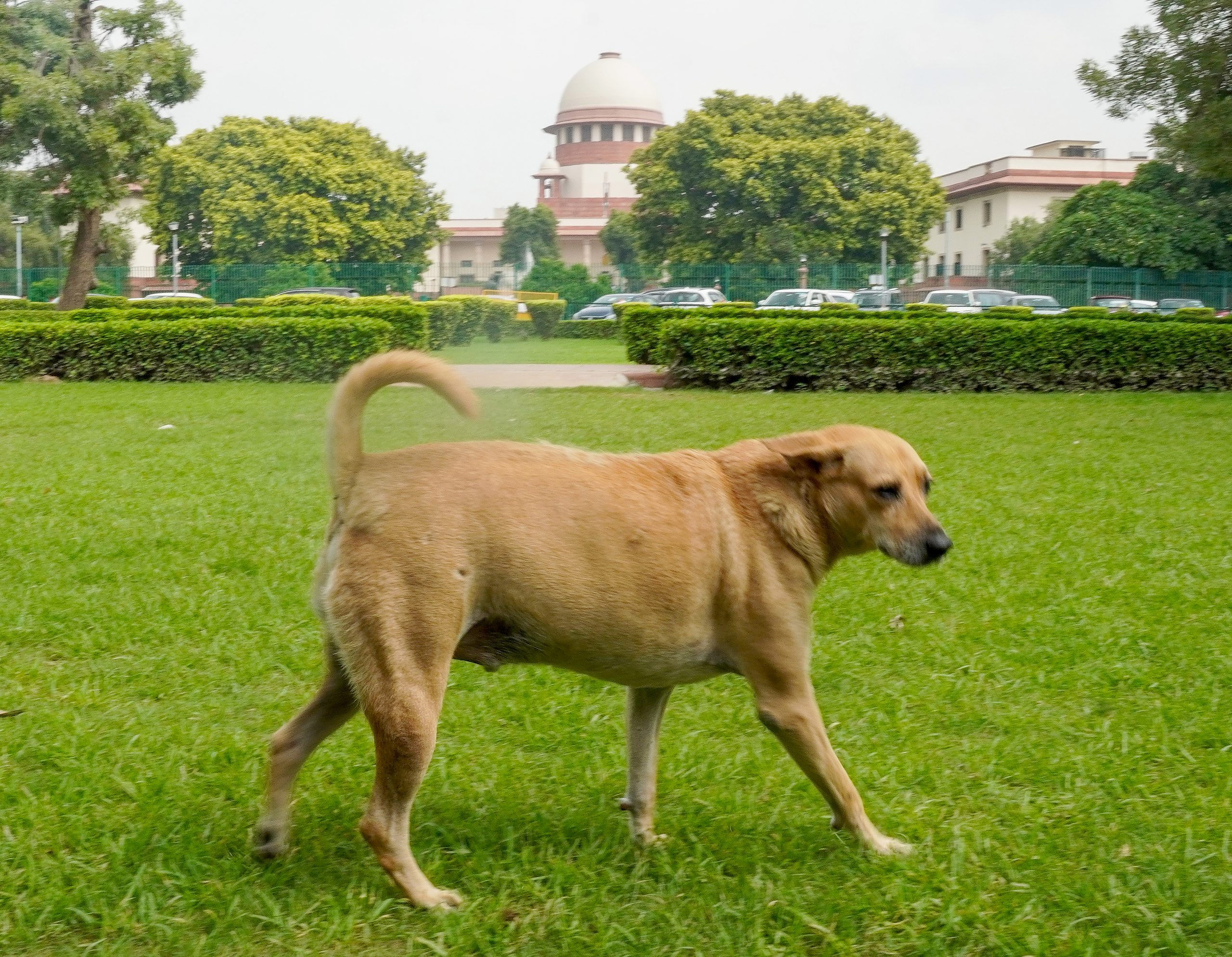 Supreme Court : Big decision of the Supreme Court, dogs will be released in their areas after vaccination