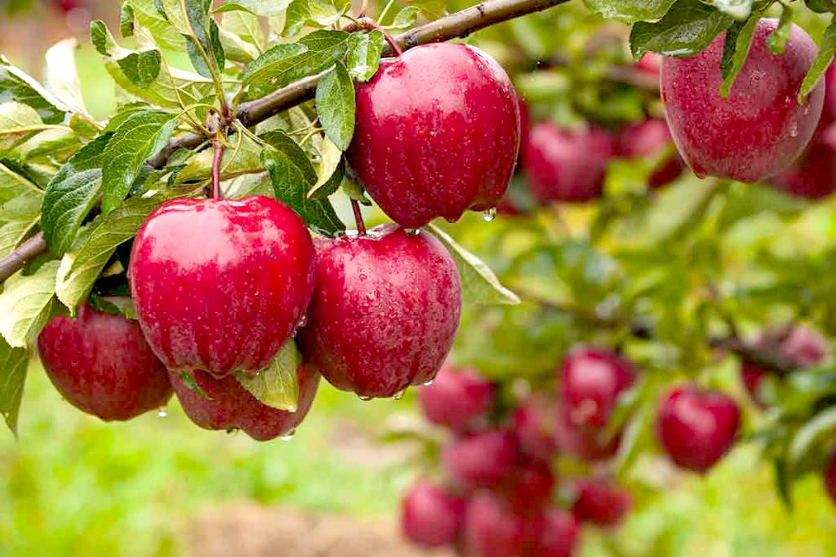 Better health: If you want to keep your heart healthy, eat lots of apples, your bones will also remain strong
