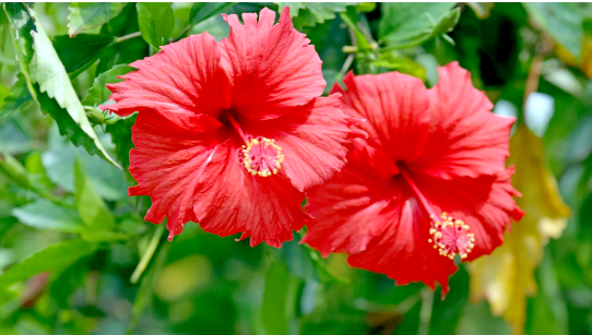 Hibiscus flower