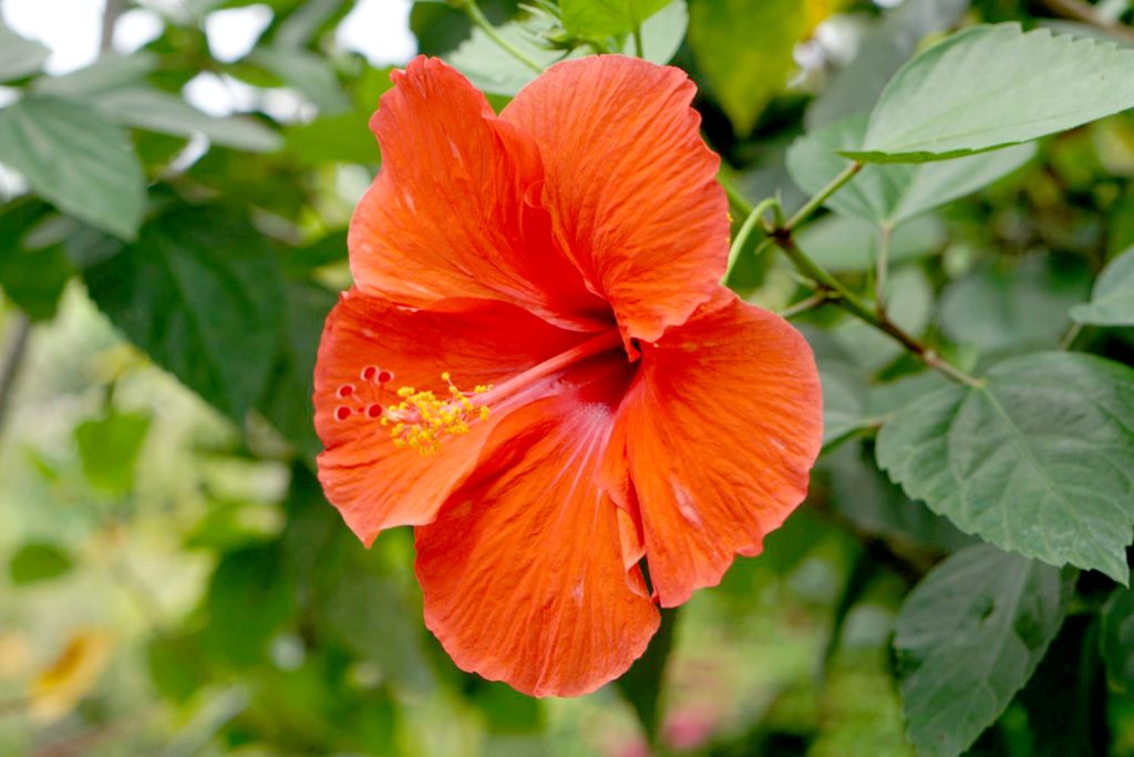 Hibiscus flower
