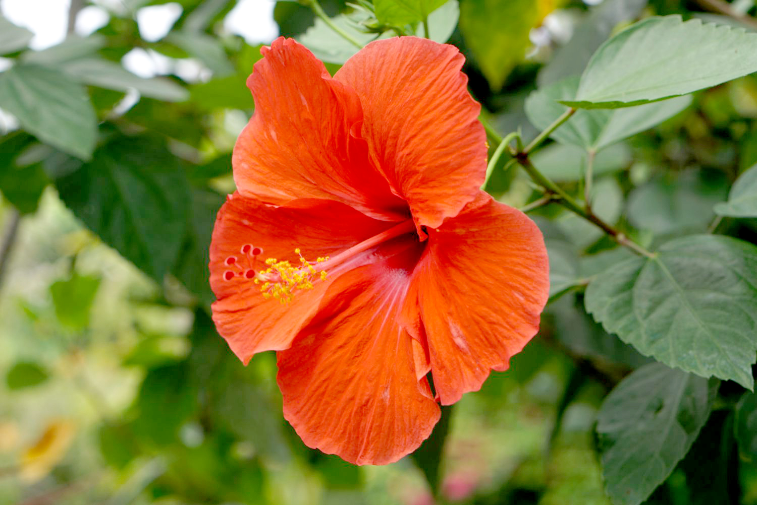 Hibiscus flower