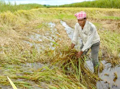 Kharif crop : If the Kharif crop is damaged, take advantage of the State Crop Assistance Scheme