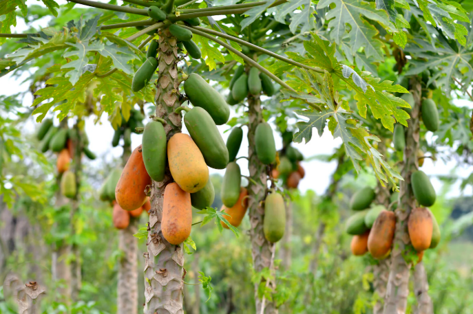 Papaya Farming: Nitish Govt’s New Plan to Boost Farmers’ Income