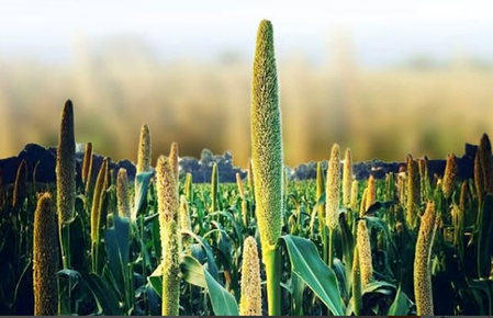 Winter Diabetes Diet: Eat Millets & Sorghum, Skip Wheat