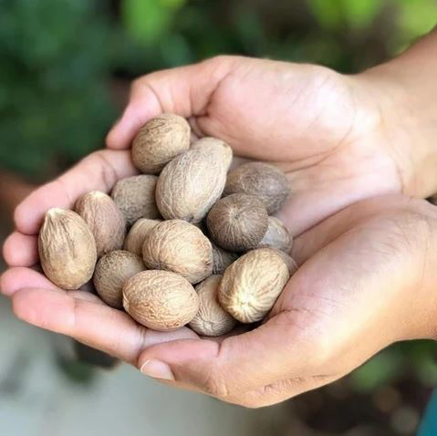 Nutmeg Benefits in Winter