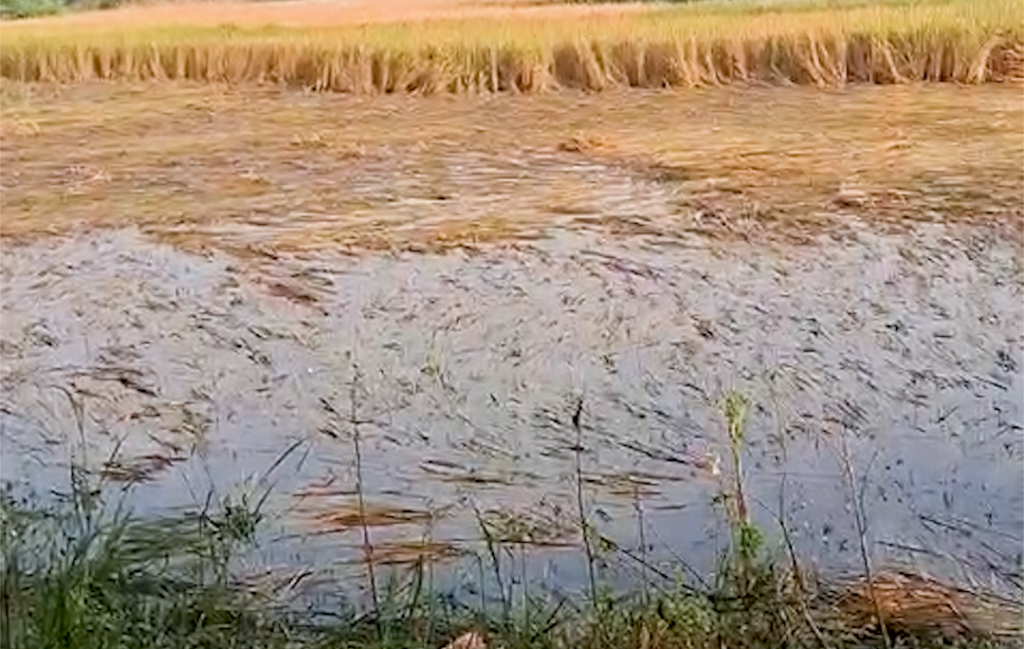 Paddy Crop Destroyed by Mentha Storm in Bihar’s Jiradei, Farmers in Dire Straits