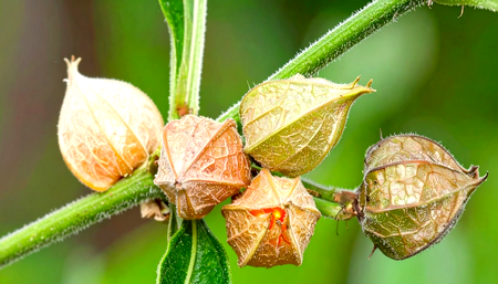 Ashwagandha Benefits: Stress Relief, Better Sleep & Joint Health Naturally