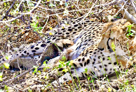 Kuno Cheetah Cubs Born: Gamini Gives Birth to 4 Cubs in Historic Wildlife Milestone