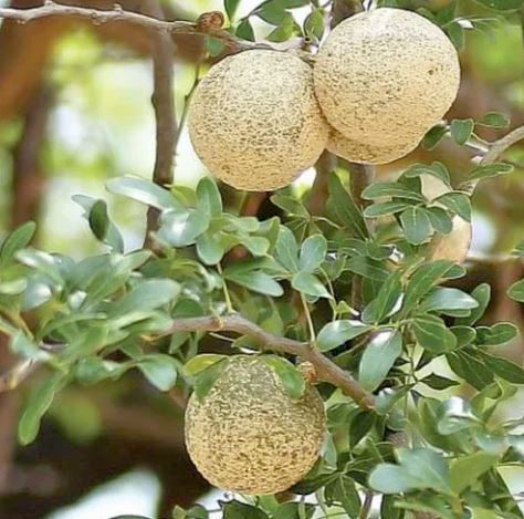 Bael Fruit Benefits: Summer Superfruit for Digestion, Immunity and Cooling
